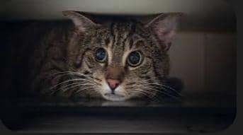 Gato relajado en un ambiente tranquilo en Maracay