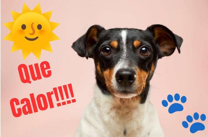 Perro feliz en un parque bajo el sol en Maracay