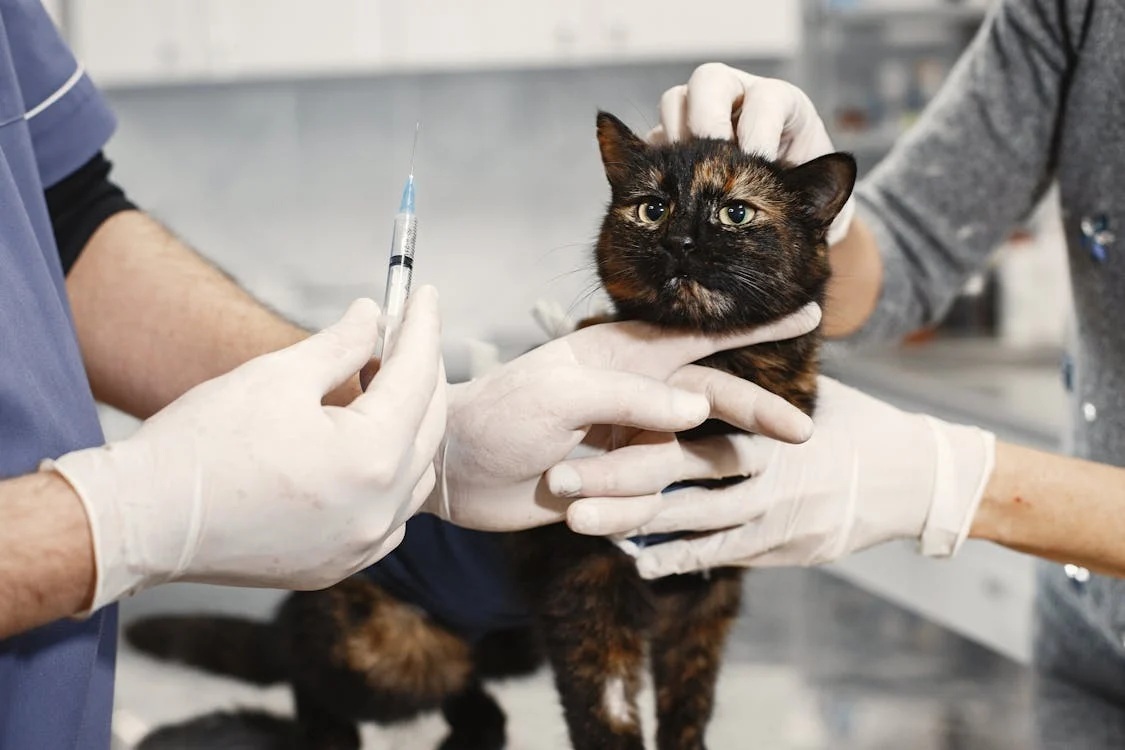Veterinario examinando un gato en Paola VetCare