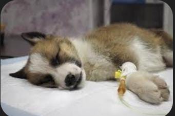 Perro siendo atendido por parvovirus en Maracay